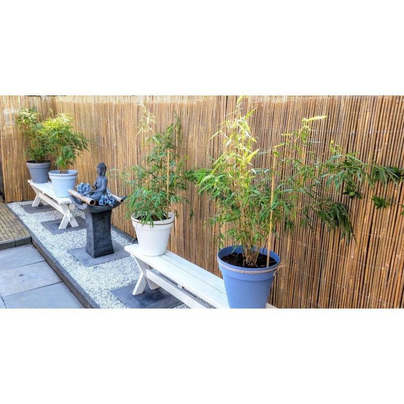 Bej Bambu Rulo Balkon Çiti - 183x427 cm - 174731